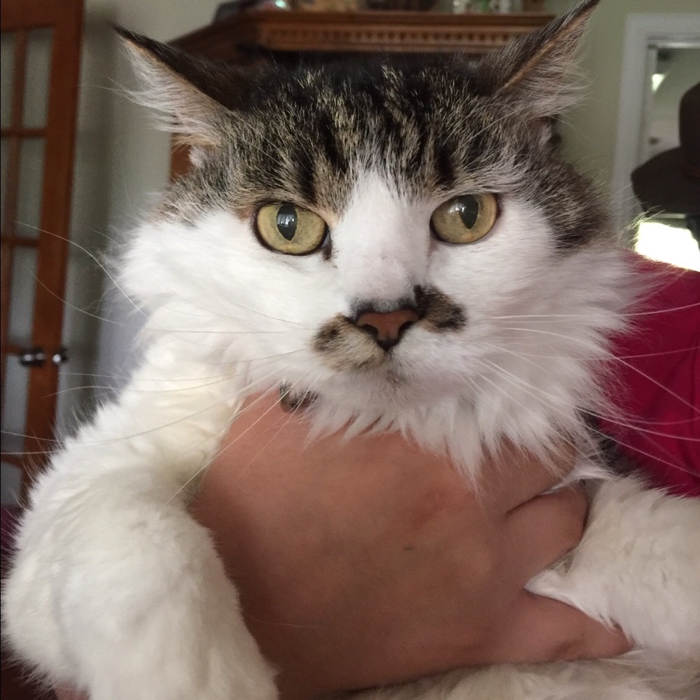 Meet your Posher, Claudia